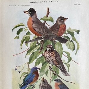 Antique Ornithological Bird Print Original Robin blue birds